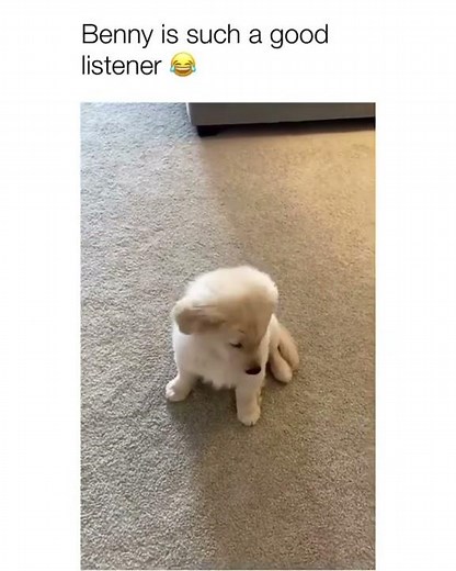 Best cute puppy video: Turning around to a song