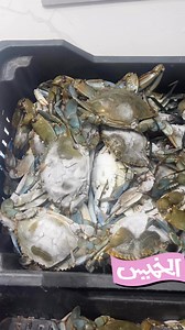 🦀 | مارينا للأسماك والرخويات