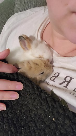 North Florida Rabbit Rescue on TikTok