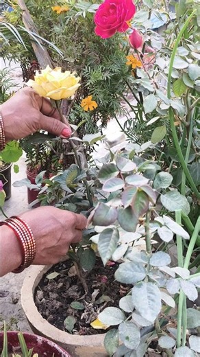 #Gulab Cutting Grow My Home garden...