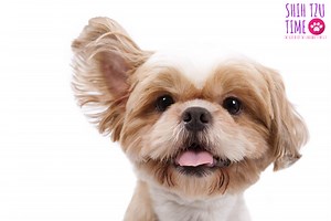 How to Stop Your Shih Tzu Ears from Smelling | Shih Tzu Time
