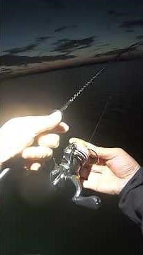 [Aji Fishing] Spring aji fishing, the drag won't stop screaming! #ajing #springajing #jigging #li...