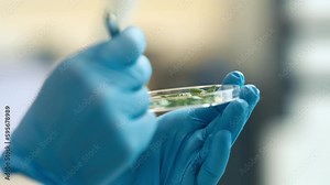 plant genetics research in a biochemical science laboratory. Examined parts of plants in a peri dish
