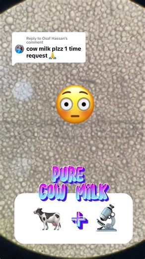Replying to @Osaf Hassan #Cow #Pure #Natural #Milk #Under #microscope #Pure #vs #Synthetic #or #artificial #milk #see #what #is #the #difference #MicroscopicMilk #CowMilkAnalysis #MilkUnderMicroscope #DairyMicroscopy#see #difference #between #nestle #and #Natural #olpers #and #Pure #milk #MicroscopicDairy #CowMilkWonders #MicroscopicBovine #MilkScience #DairyUnderLens #MicroscopicHealth #CowMilkMagic #MilkMicroWorld #MicroscopicInvestigation #DairyDiscovery #CowMilkBiology #HealthInAMicroscope #