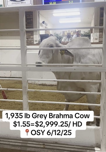 californiacattleauctions on TikTok