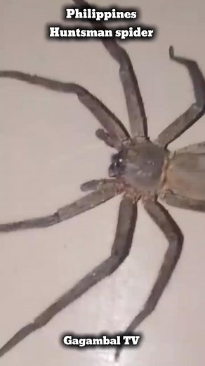Philippines huntsman spider 😱 #gagambaltv #followersreels #highlight #follower #spider #everyone #ccto #gagamba | Gagambal TV