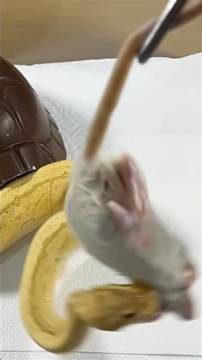 DRAKKON | Banana Pinstripe Royal / Ball Python | #strike #short 🍌🎬 (06.11.25)