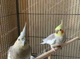 Cockatiel