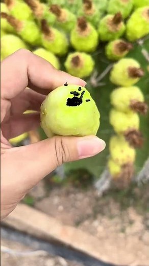 I Never Knew Cacti Had Fruit Until Now! 🌵🤯