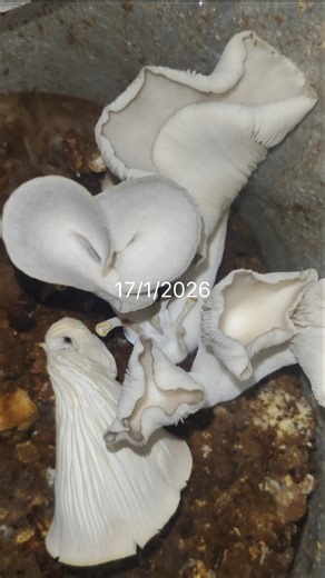 #india #mushroom #oyester #mushroomfarming #viral #karnataka #views #ytshorts #live #ytshorts #love