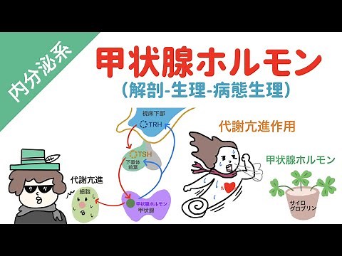 甲状腺ホルモンの作用機序（イラスト図解で分かりやすく）