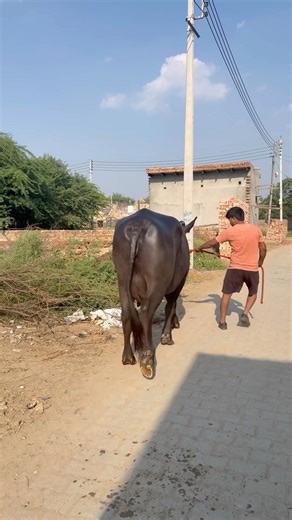 First Timer || 2 Dant || 20kg milk || #murraha #baffalo #dairyfarm #animals #buffalo #pure