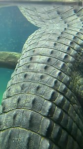 Objects may appear larger underwater, but don’t be fooled – the gharial really is one of the largest crocodilian species in the world, growing up to 16 feet long and weighing up to 1,500 pounds. | Fort Worth Zoo