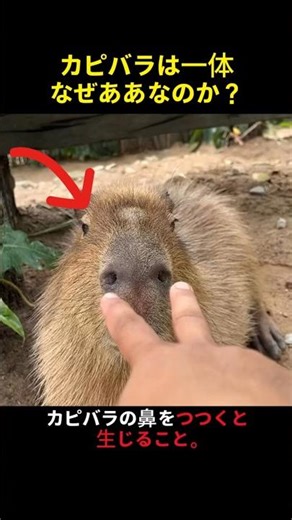カピバラの鼻をつつくと起こること