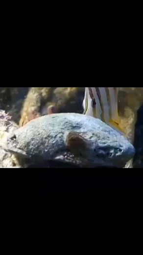 Copperband butterflyfish 🔥👌 #aquarium #reef #MarineAquarium #Trending #Viral | avea_reef