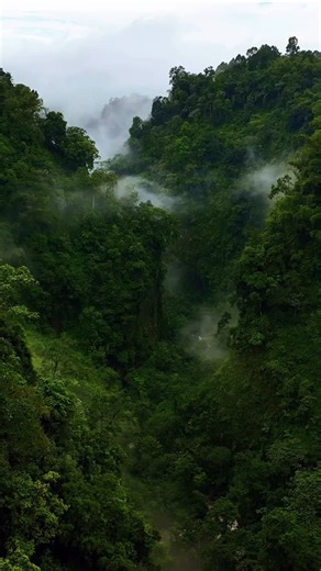 Travel & Photography Magazine | Essential strategies to understand and effectively use the language of green! With @florisgone / “When we see green in nature, it is almost... | Instagram