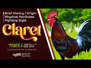 Claret | USAPANG BLOODLINES