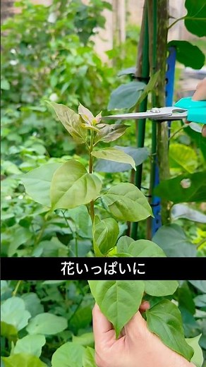Bougainvillea Overflowing with Blooms! A Secret Trick for a Flower Explosion