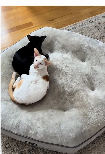 Dogs and Cats Sharing the Dog's Bed