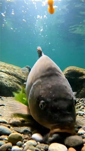 🤯 Bream FISHING SECRET REVEALED! 🎣 This RIG NEVER FAILS!