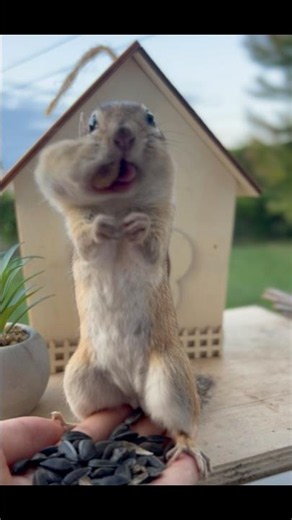 Gimme a Peanut!🥜#chipmunk #squirrel #cuteanimals #animals #wildlife