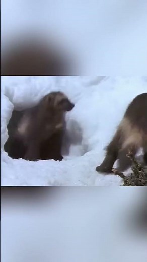 Baby Wolverines Are Cuter… and More Dangerous Than You Think