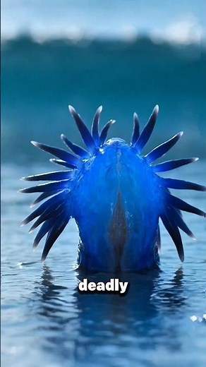 The Blue Dragon: Tiny Ocean Creature More Dangerous Than It Looks 🐉🌊 #facts #animals