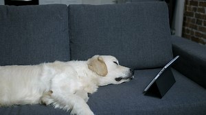 Labrador sleeping with a tablet - Free Stock Video