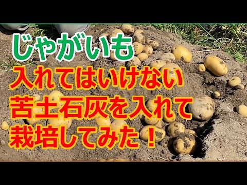 [Does this cause scab?] We dug up some potatoes grown with dolomitic lime!