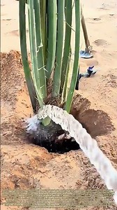 Rooting Palms in Sand: How Deep Watering Secures Desert Sapling Survival