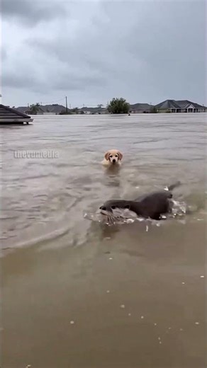 River Otter Rescues Puppy in Flood