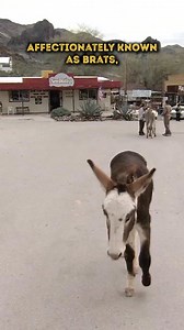 We are back on the Arizona Highways and so excited to share with you some of our favorite stories and places! Aren’t we so lucky to live on such a unique, and gorgeous state … I mean, cmon, where else would the burros run free and eat out of your hand!!!! | Arizona Highways Television