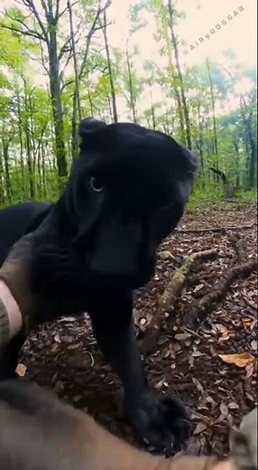 Playing With My Pet Panther | Wild Bond in Real Life #forestshorts