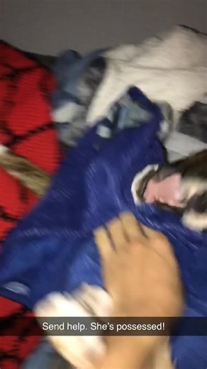 #boxer#theatrekid#ThousandDollarCrocs#dog#puppy#fyp#foryou