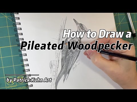 How to draw a Pileated Woodpecker | Pencil Drawing