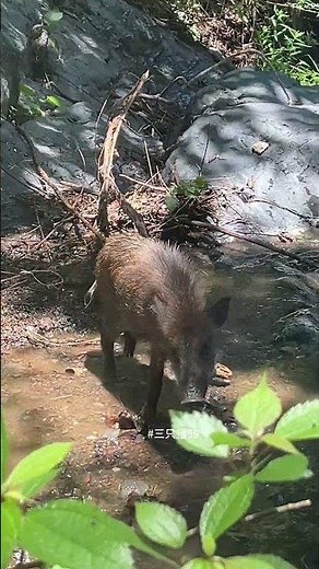 Awesome Wild Boar Walk 🧗🐗 #warthog #pig #boar #hog #viral #animal #wildpig #wildboar #wildlife