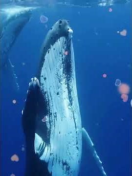 Baby Whale Attacks Boat to Beg for Help! The Rescue Will Break You!#whalerescue