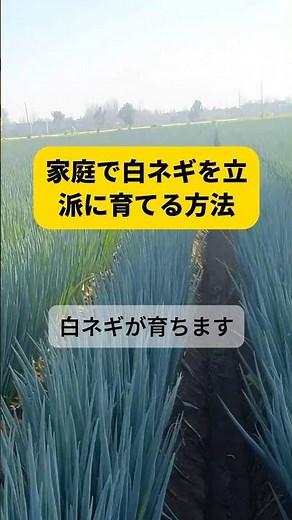家庭で白ネギを立派に育てる方法 #家庭菜園 #白ネギ #ネギ栽培