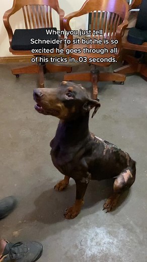 Doberman Rescue North Texas on TikTok