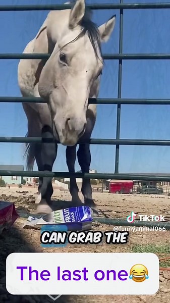 Try Not To Laugh: Hilarious Animal Voiceovers