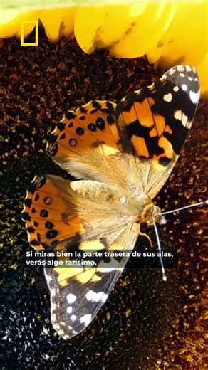 Por qué algunas mariposas tienen una cabeza falsa