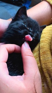 5M views · 132K reactions | Couple finds a kitten on vacation — then has to figure out how to get him on the plane home  | The Dodo | Facebook