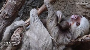 189K views · 4K reactions | This tiny newborn sloth loves to lick its mom's face. | Mashable | Facebook