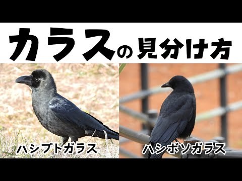 カラスの見分け方 ハシブトガラスとハシボソガラスの違いを見た目・鳴き声・生息地などを比較しながら解説