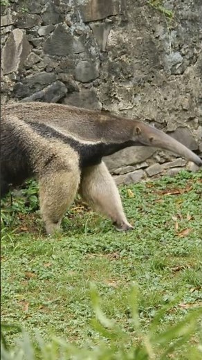 Aardvark: The Ant-Eating Machine! 🐾 #UnusualDiets #HeritageShorts
