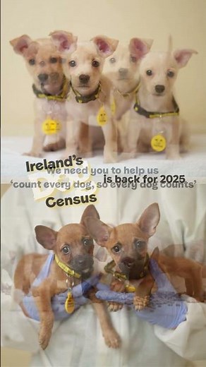 Ireland's Dog Census is back for 2025! Help us count every dog so #EveryDogCounts by completing it💛