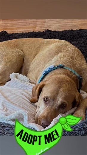 Hi, I’m Iris — your future best friend! 🌸 I’m a happy, affectionate girl who loves everyone I meet. I’m that dog who leans in for cuddles and gives my whole heart right back. 💛 Big dogs, little dogs — I love them all, from Chihuahuas to German Shepherds! I’m healthy, spayed, and feeling amazing! I love going for walks, exploring the neighborhood, and playing fetch with my favorite soft toy. I walk nicely on my harness and listen really well — especially when I hear “wait” or “OK.” At home, I’m