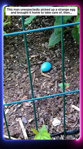 6.7K views · 50 reactions | This man unexpectedly picked up a strange egg and brought it home to take care of, then... | Wildlife Animals | Facebook