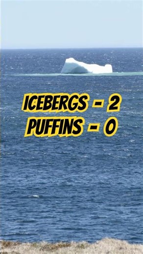 Elliston Puffin Colony Newfoundland May 14 2026