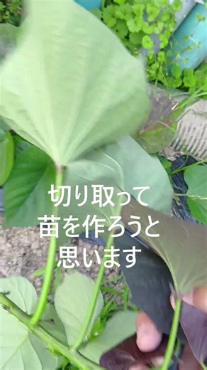 安納芋の苗を取ります